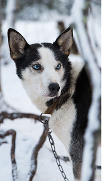 Alaskan Husky