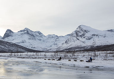 Two teams of dogs has just crossed a frozen river, and is heading into the wilderness