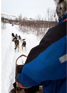 Dog sledding in Norway