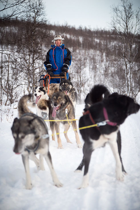 The huskies are just waiting for the driver to let go of the brake