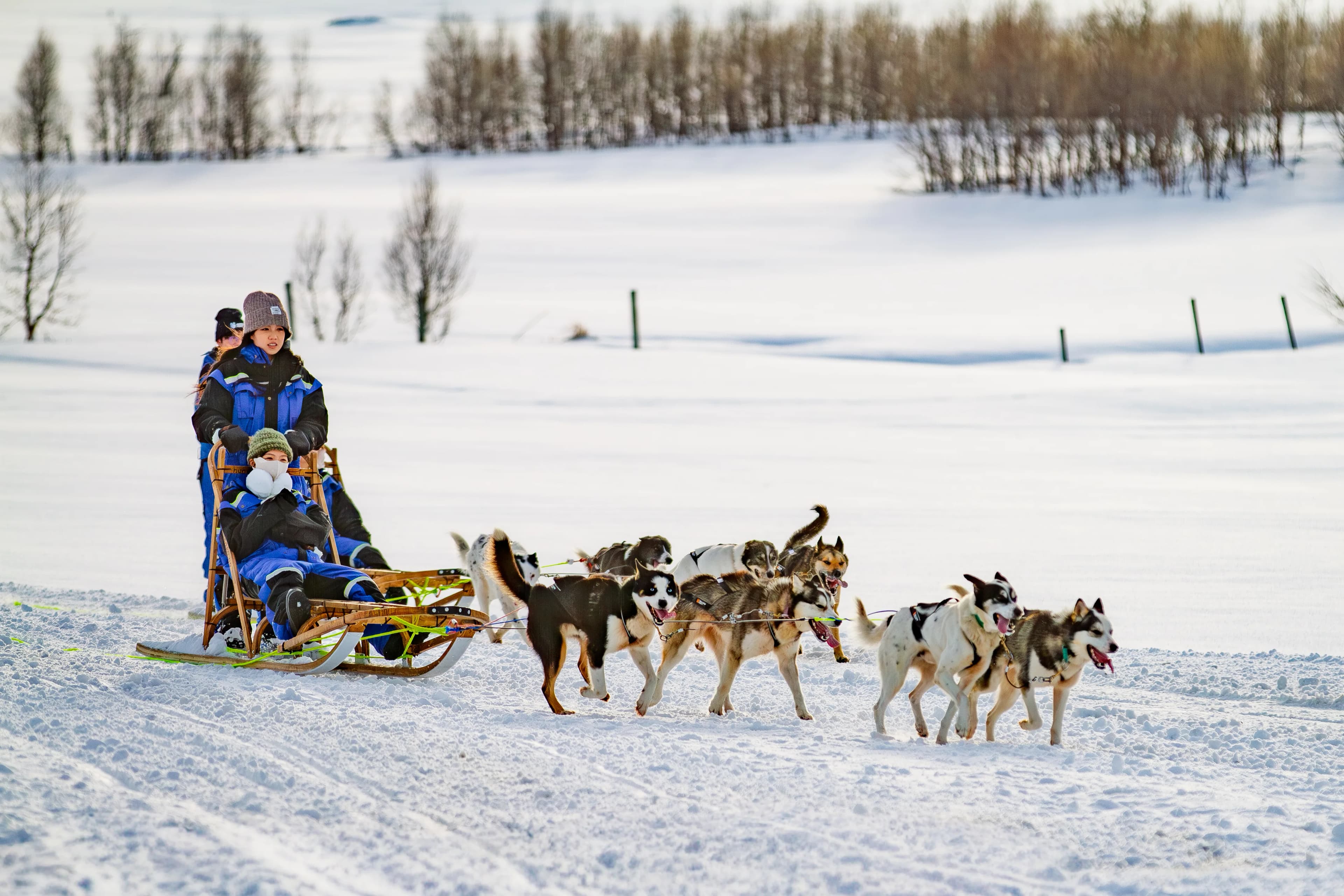 Classic Dog Sledding